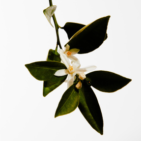 LOEWE UN PASEO POR MADRID MAYRIT EAU DE PARFUM | 100ml