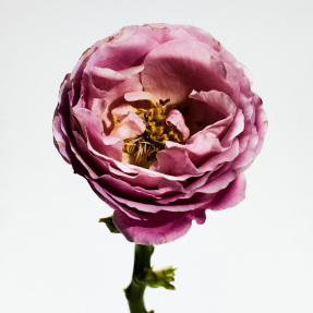 LOEWE UN PASEO POR MADRID ROSALEDA EAU DE PARFUM | 100ml