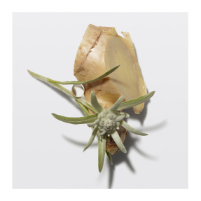 GENESIS CURE SERUM ANTI CHUTE FORTIFIANT ΚΑΘΗΜΕΡΙΝΟΣ ΕΝΔΥΝΑΜΩΤΙΚΟΣ ΟΡΟΣ ΚΑΤΑ ΤΗΣ ΤΡΙΧΟΠΤΩΣΗΣ | 90ml