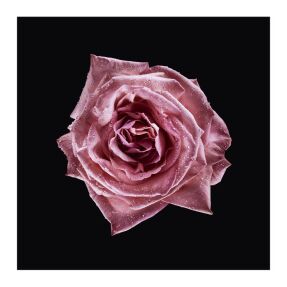 ARMANI PRIVÉ ROSE MILANO EAU DE TOILETTE | 100ml