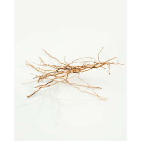 CK EVERYONE EAU DE PARFUM | 50ml