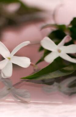 GUCCI BLOOM EAU DE PARFUM | 30ml