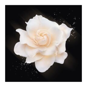 ARMANI PRIVÉ GARDÉNIA ANTIGUA EAU DE TOILETTE | 100ml