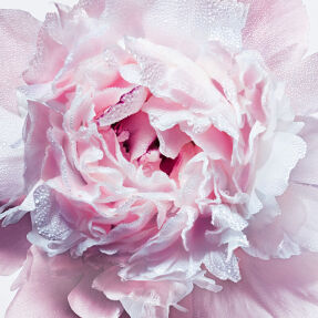 MISS DIOR SILKY BODY MIST | 100ml