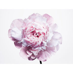 MISS DIOR ROSE PURIFYING HAND GEL | 100ml