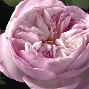 SIGNATURE ROSE NATURELLE INTENSE EAU DE PARFUM REFILLABLE | 100ml