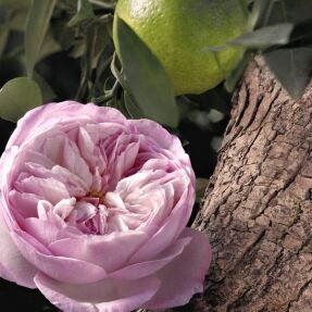 SIGNATURE ROSE NATURELLE INTENSE EAU DE PARFUM REFILLABLE | 100ml