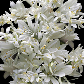 GOOD GIRL GONE BAD BY KILIAN EAU DE PARFUM