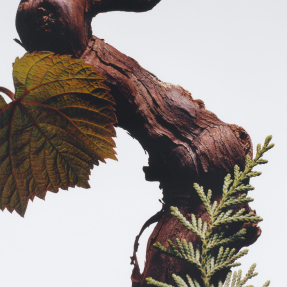 CYPRESS & GRAPEVINE SET | SET