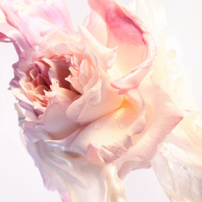 ROSE GOLDEA BLOSSOM DELIGHT EAU DE TOILETTE | 50ml