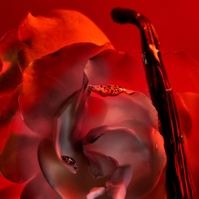 BVLGARI ALLEGRA BACIAMI LIQUID SOAP | 250ml