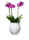 ΒΑΖΟ VILLEROY & BOCH 2
