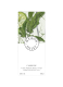 CAMPAGNE MELTING HAND AND BODY CREAM 4