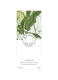 CAMPAGNE CLEANSING HAND AND BODY BALM 4