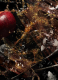 APPLE BRANDY ON THE ROCKS 1