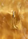 BACCARAT ROUGE 540 PRECIOUS ELIXIR 1