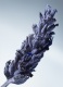 METAL LAVENDER EAU DE PARFUM 3