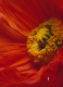 SCARLET POPPY COLOGNE INTENSE 3