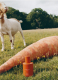 CARROT BLOSSOM COLOGNE ​ 2