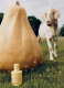 VELVETY BUTTERNUT COLOGNE​  2