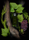 CYPRESS & GRAPEVINE SET 3