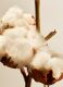 COTTON BLOSSOM CANDLE  3