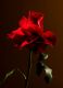 IMPERIAL ROSE CANDLE 3