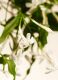 PRIVATE COLLECTION SWEET JASMINE FRAGRANCE STICKS 3