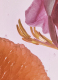 ROSETOPIA EAU DE PARFUM  2