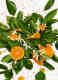 FLORA GORGEOUS JASMINE EAU DE PARFUM 5