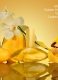 EUPHORIA SOLAR ELIXIR PARFUM INTENSE FOR WOMEN 2