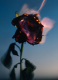 BURNING ROSE FRAGRANCED CANDLE 3