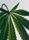 MARIHUANA LARGE SOLID SOAP 2