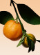 ARMANI PRIVÉ ORANGE MÉDITERRANÉE EAU DE TOILETTE 4