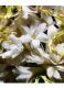 LE VESTIAIRE DES PARFUMS COLLECTION ORIENTALE SUPREME BOUQUET EAU DE PARFUM 2