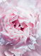 MISS DIOR NOURISHING ROSE HAND CREAM 2