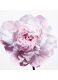 MISS DIOR ROSE PURIFYING HAND GEL 2