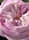 SIGNATURE ROSE NATURELLE INTENSE EAU DE PARFUM REFILLABLE 3