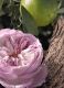 SIGNATURE ROSE NATURELLE INTENSE EAU DE PARFUM REFILLABLE 6