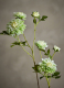 ΤΕΧΝΗΤΟ ΦΥΤΟ CHRYSANTEMUM STEM 1
