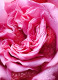 BVLGARI ALLEGRA FIORI D'AMORE EAU DE PARFUM  9