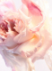 ROSE GOLDEA BLOSSOM DELIGHT EAU DE TOILETTE 6
