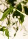 SWEET JASMINE HAND WASH REFILL 1