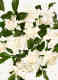 FLORA GORGEOUS GARDENIA EAU DE PARFUM 7