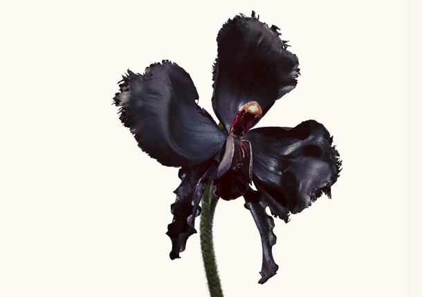 landingpage slimbox tomford  black orchid reserve 610x430 2