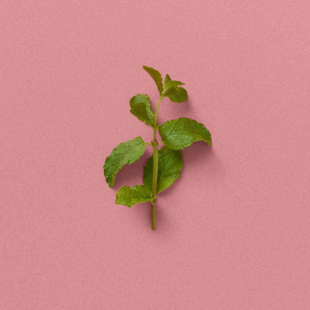 THE ALCHEMIST'S GARDEN A GLOAMING NIGHT EAU DE PARFUM 3