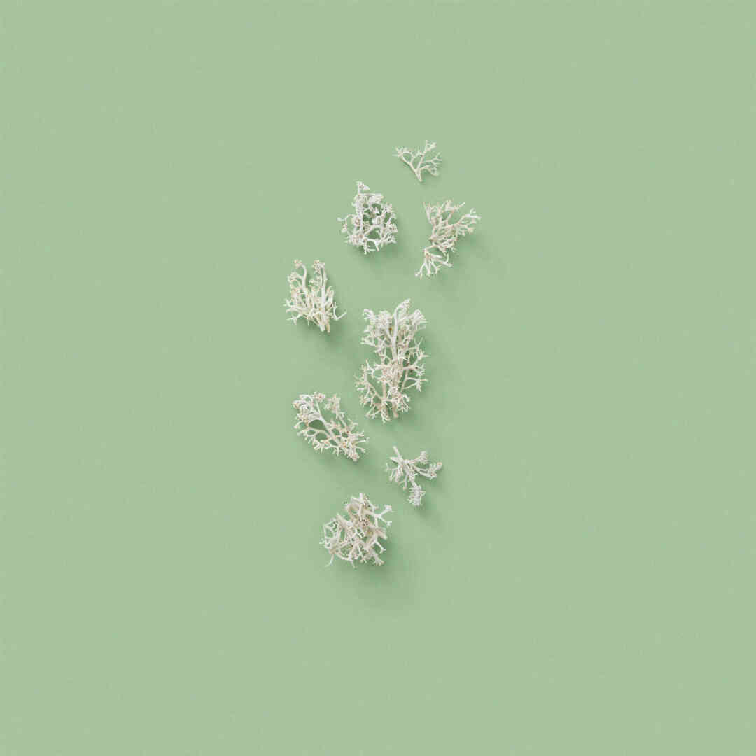 THE ALCHEMIST'S GARDEN 1921 EAU DE PARFUM 3