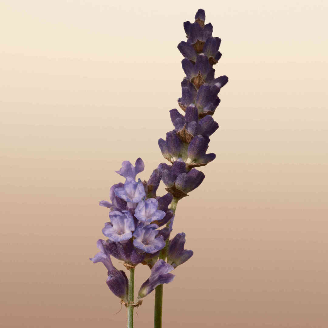 BURBERRY GODDESS EAU DE PARFUM 5