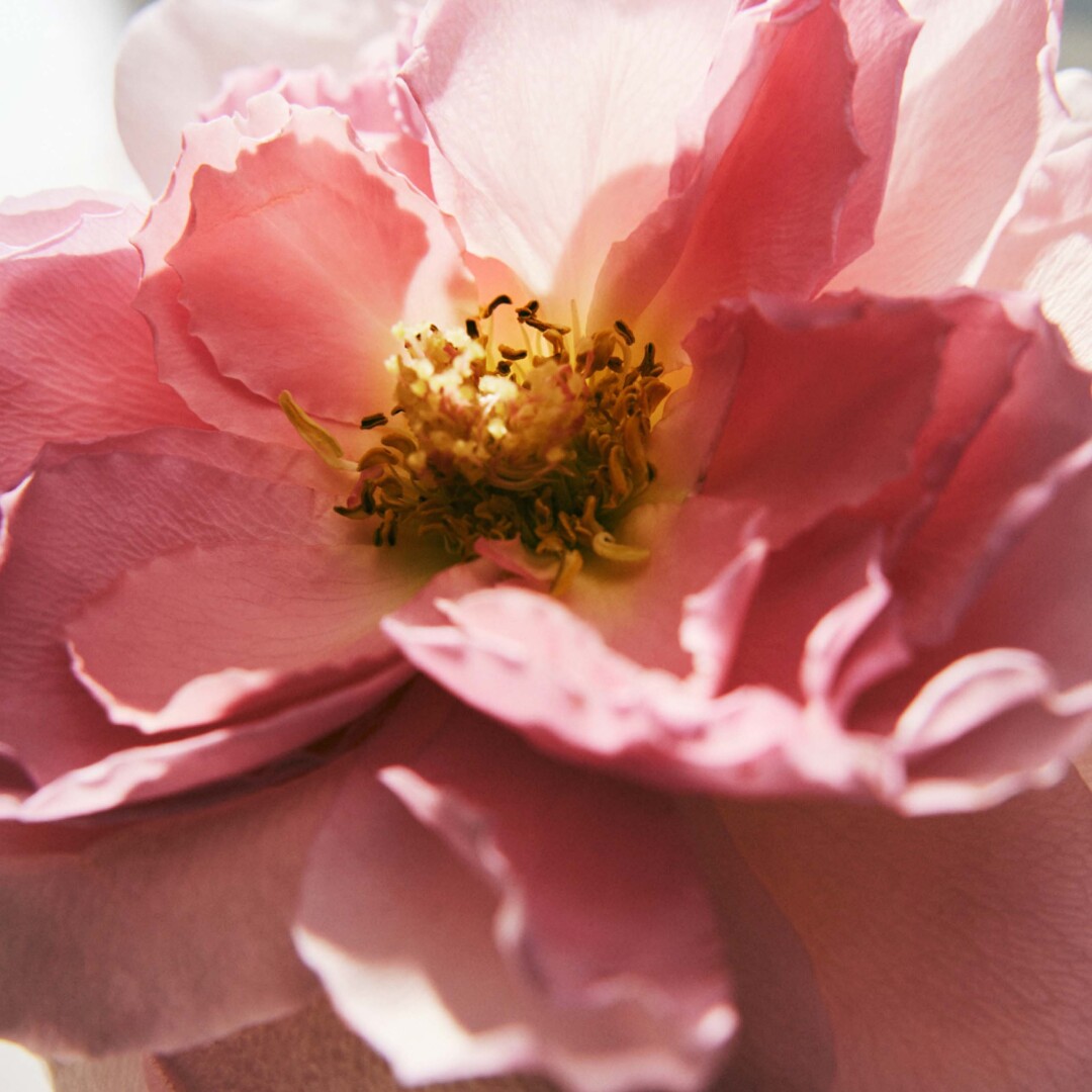 CHLOE SIGNATURE L'EAU DE PARFUM LUMINEUSE  3