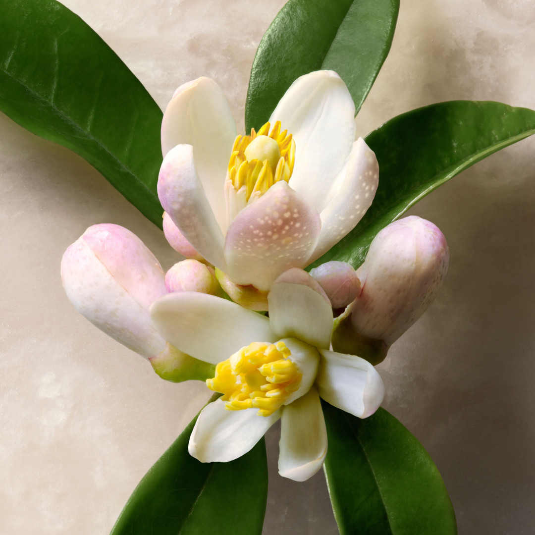 GUCCI GUILTY ABSOLU DE PARFUM FOR MEN 5